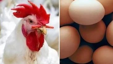 الفراخ البيضاء وكرتونه البيض.. انخفاض وتراجع في الأسعار خلال أيام  .