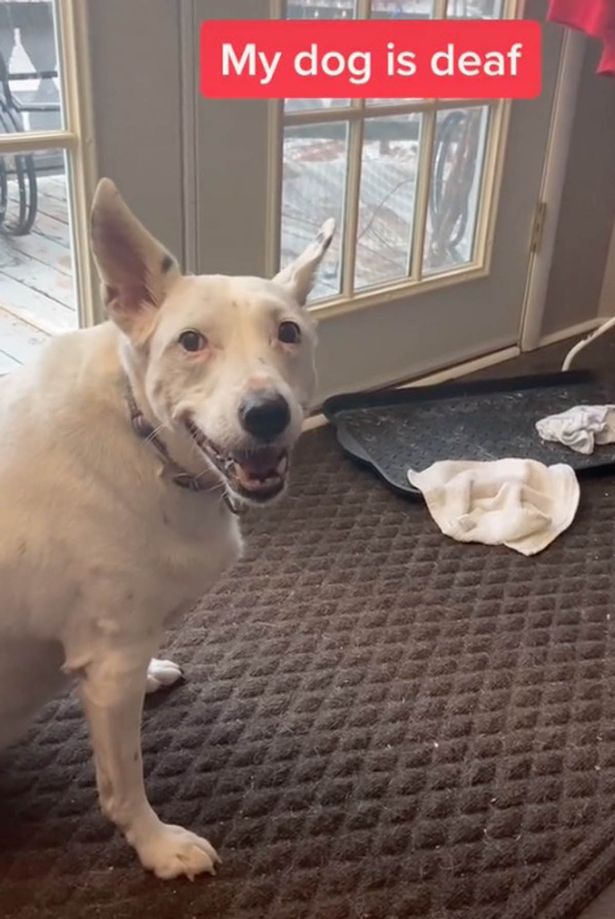 Собака пытается срыгнуть. Собака пытается срыгнуть. Собака пытается срыгнуть. Вольерный кашель у собак. Инфекционный трахеобронхит у животных.