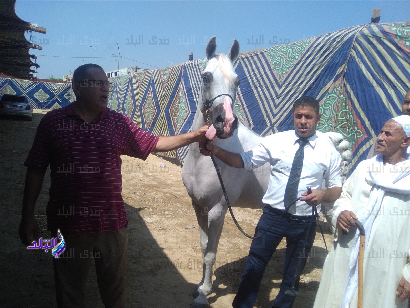 مهرجان الشرقية للخيول العربية الأصيلة قبلة عشاق الخيل على مستوى الوطن العربي تنظمه المحافظة بالتنسيق مع وزارة السياحة وجوائز مالية ومعنوية للفائزين