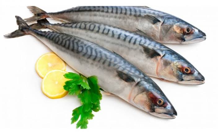 في اليوم العالمي للتونة متحدث الزراعة مصر الأولى في أسماك المزارع