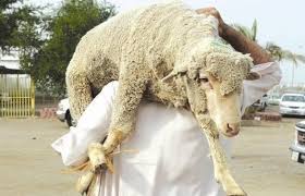 شروط الأضحية من الغنم ذكر أم أنثى احذر شراء هذا الخروف للعيد