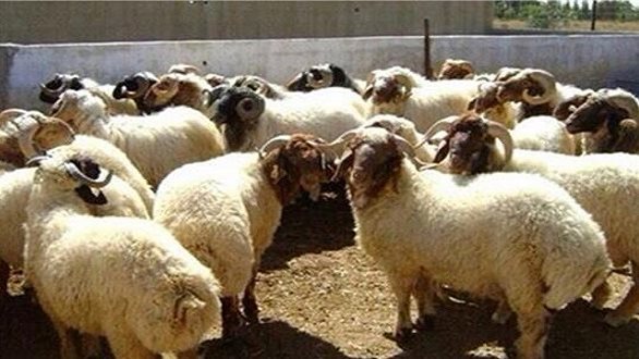 ما حكم الجمع بين الأضحية والعقيقة في ذبيحة واحدة أزهري يجيب