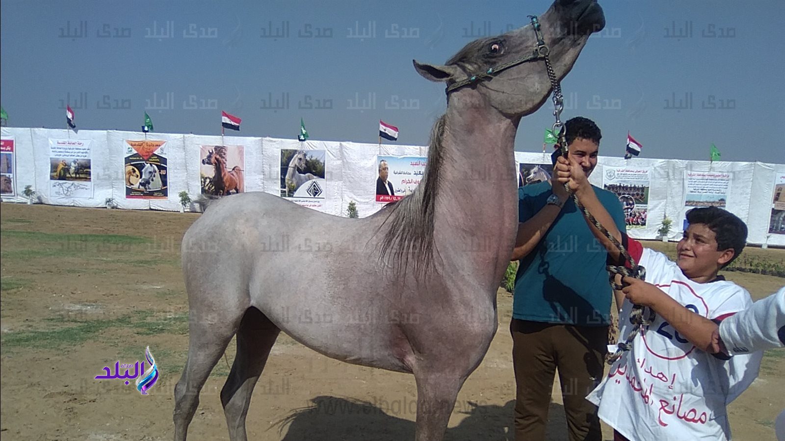 رسميا مهرجان الشرقية للخيول العربية يومي 30 سبتمبر وأول أكتوبر 2021